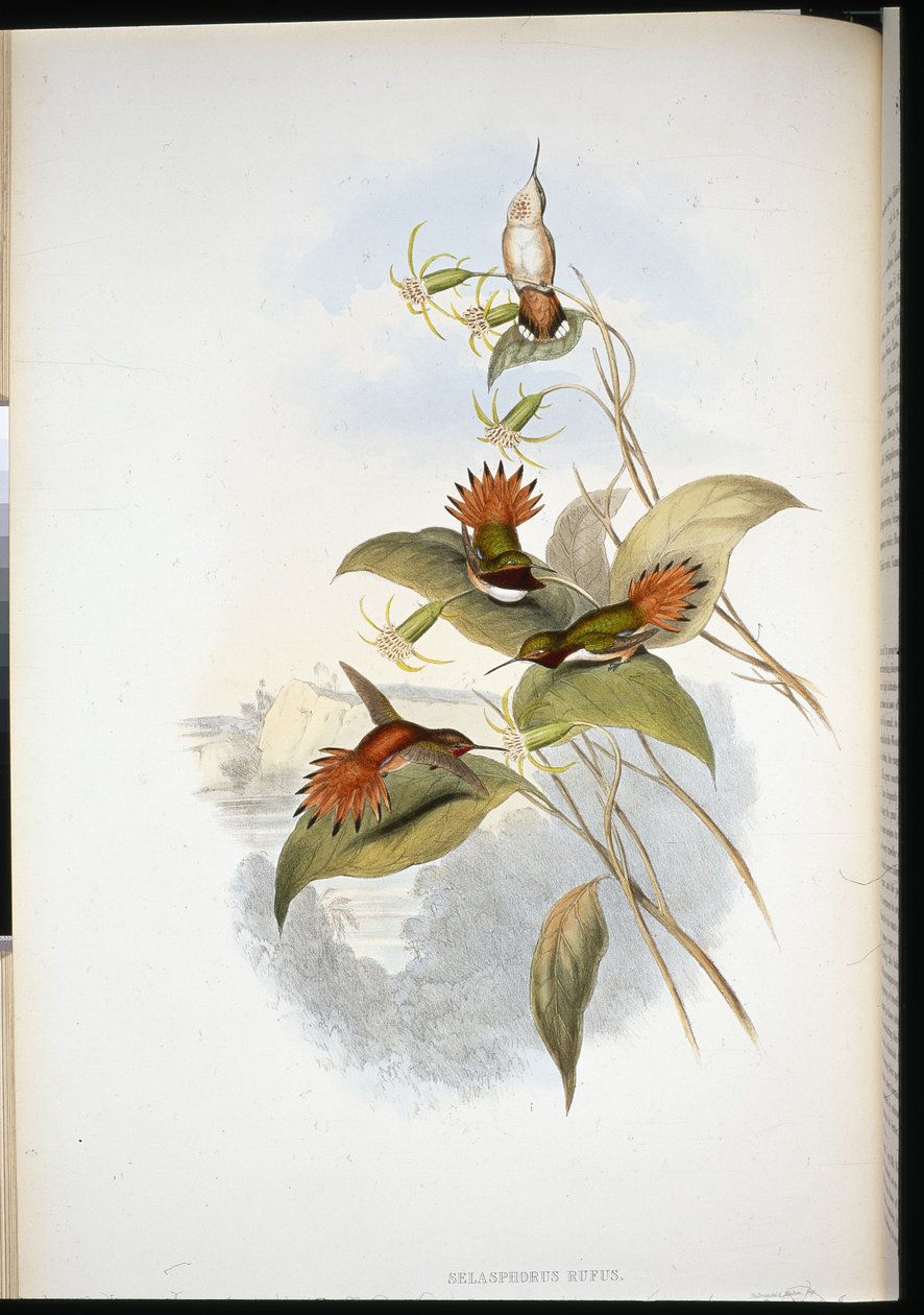 Blaukopf-Saphir (Eucephala Grayi) von John (after) Gould