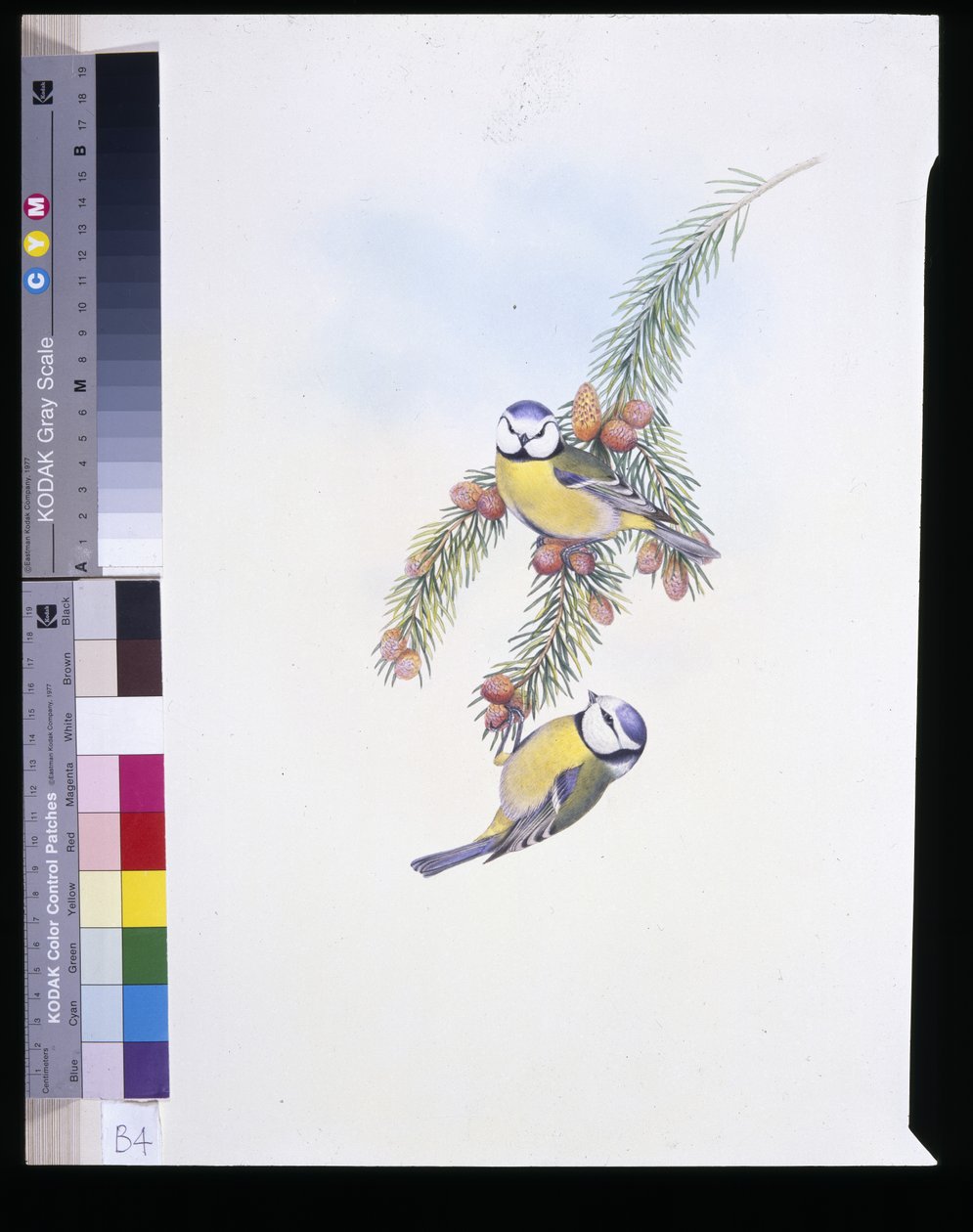 Blaumeise (Parus Caeruleus) von John (after) Gould