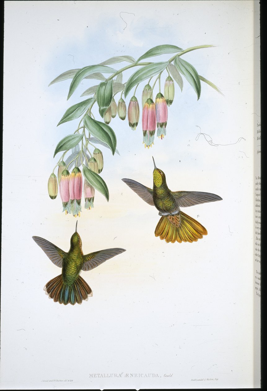 Messingschwanz von John (after) Gould