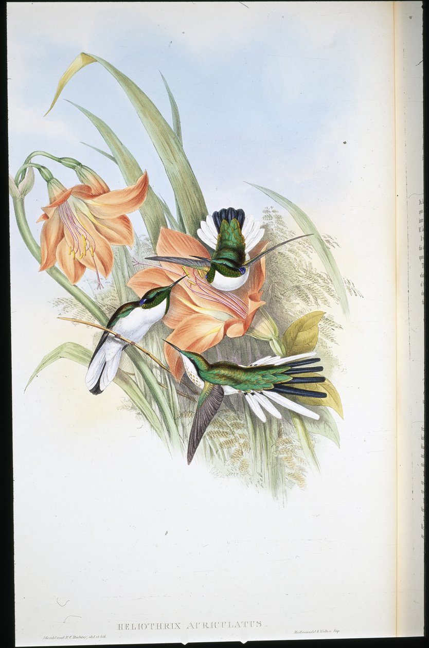 Brasilianische Fee (Heliothrix Auriculatus) von John (after) Gould
