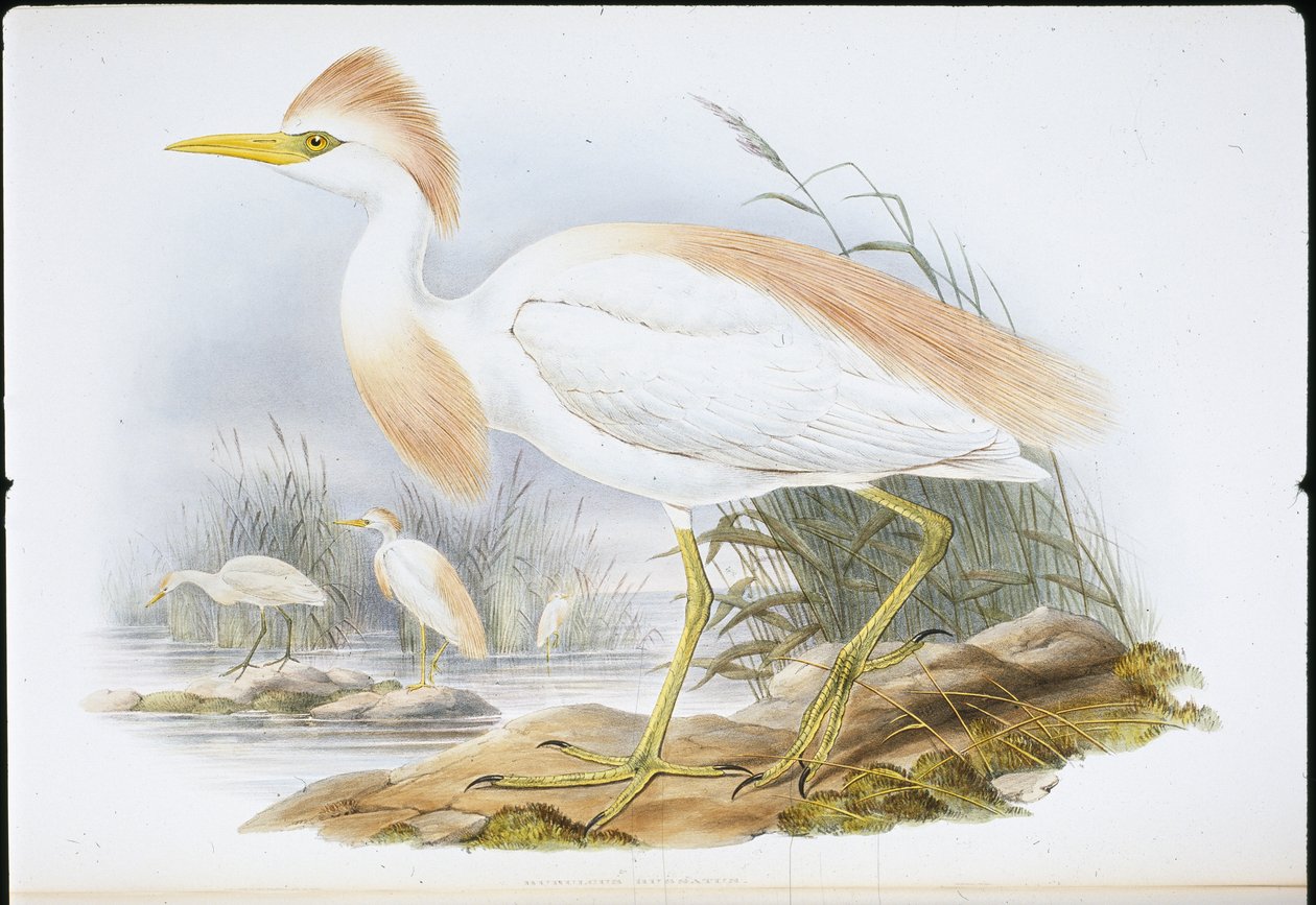 Rinderreiher (Bubulcus Rassatus) von John (after) Gould