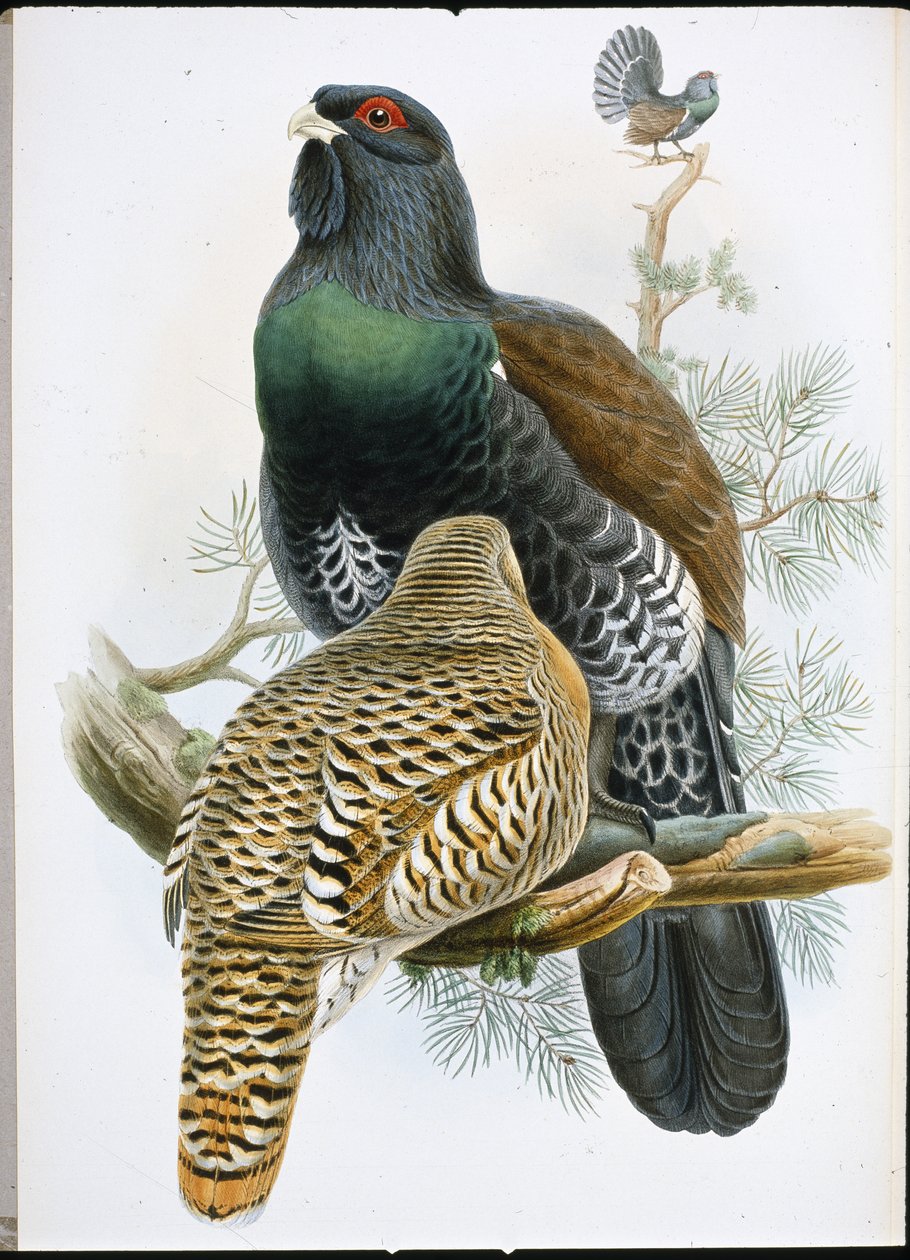 Auerhuhn von John (after) Gould