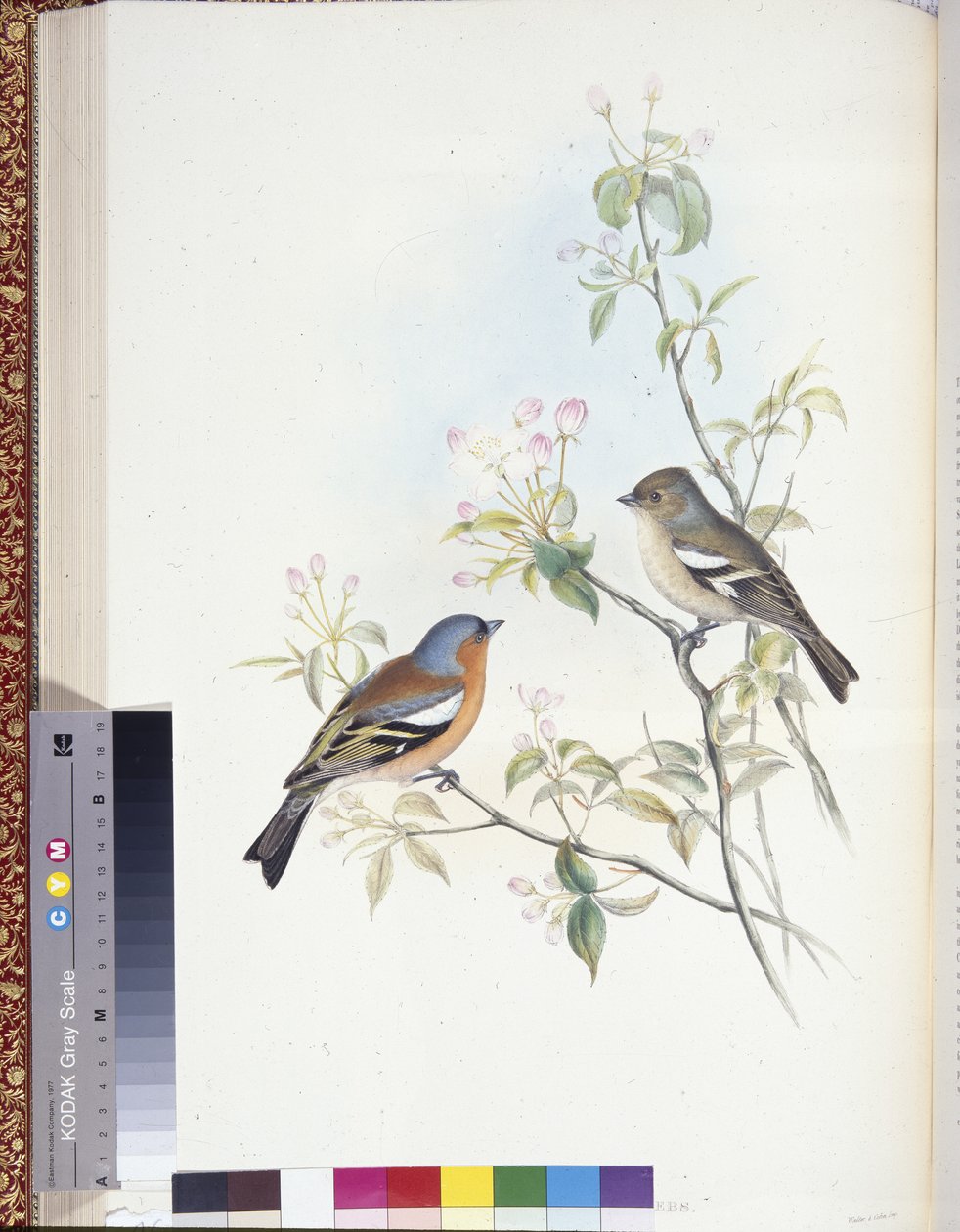 Buchfink (Fringilla Caelebs) von John (after) Gould