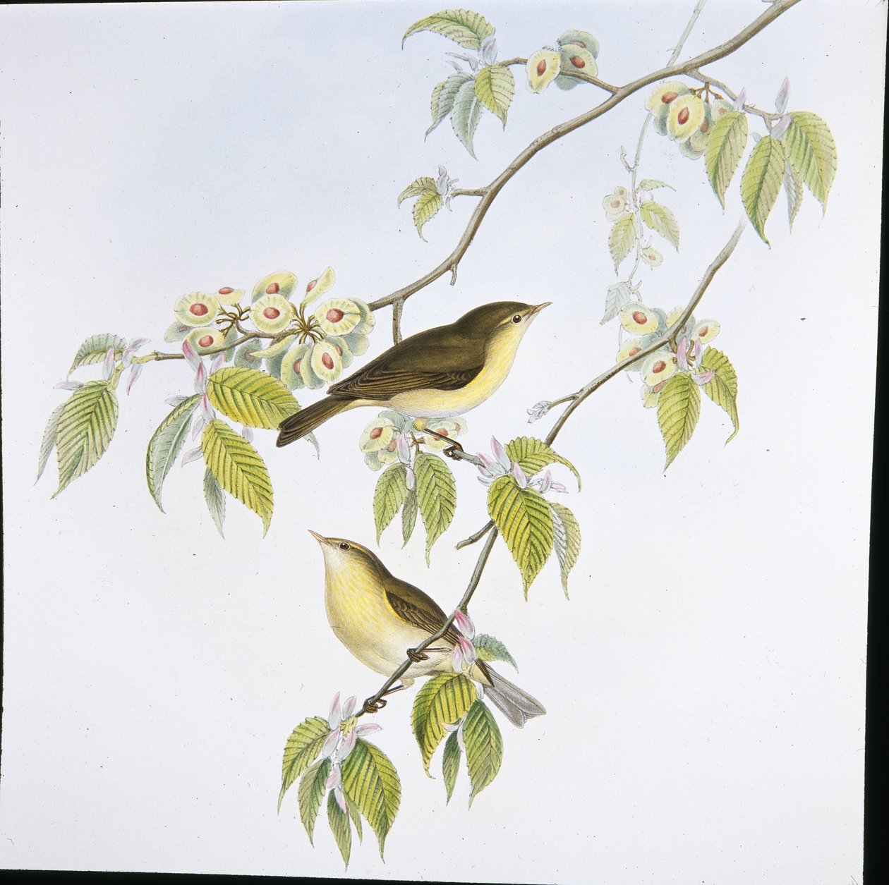 Zilpzalp (Phyllopneuste Rufa) von John (after) Gould