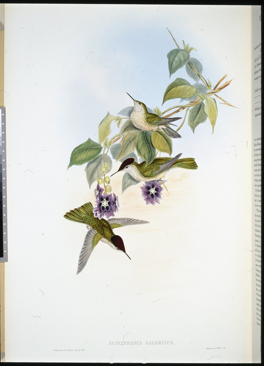 Chilenische Feuerkrone von John (after) Gould