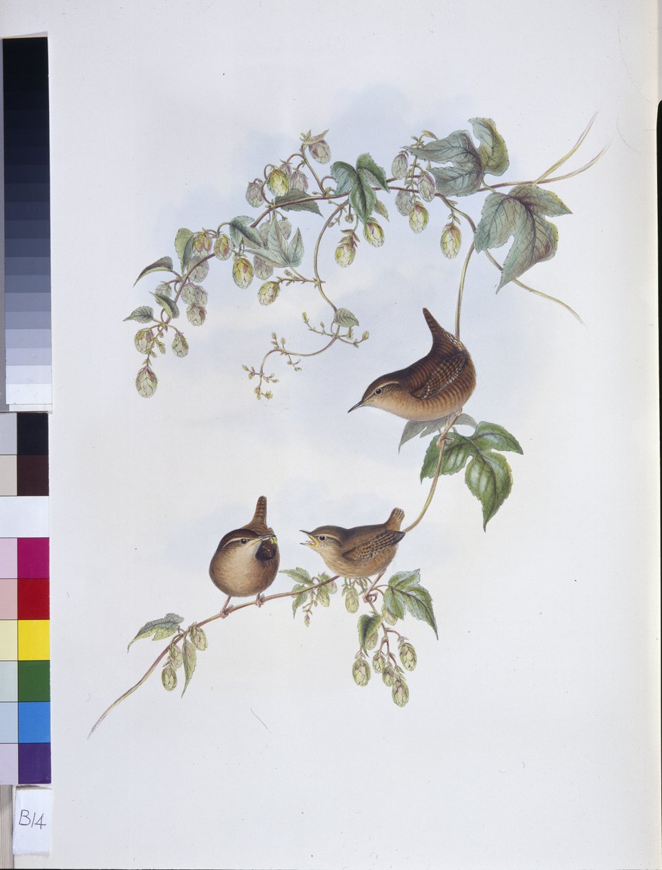 Zaunkönig (Troglodytes Europeus) von John (after) Gould