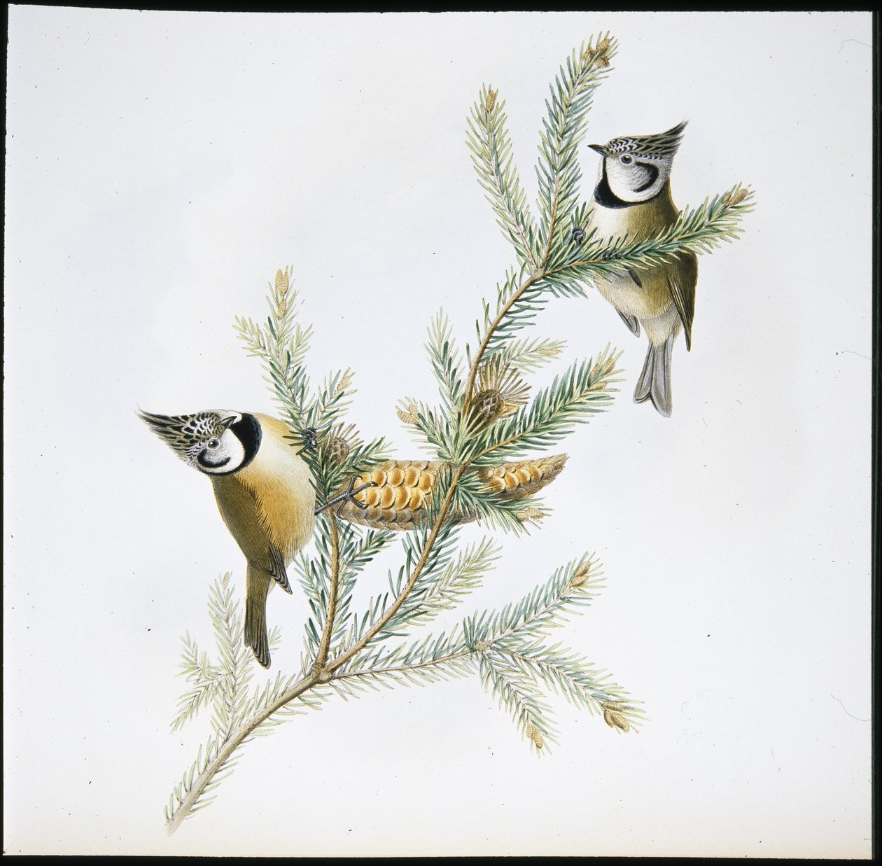 Haubenmeise (Parus Cristatus) von John (after) Gould