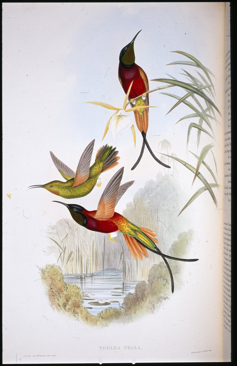Purpur-Topas (Topaza Pella) von John (after) Gould