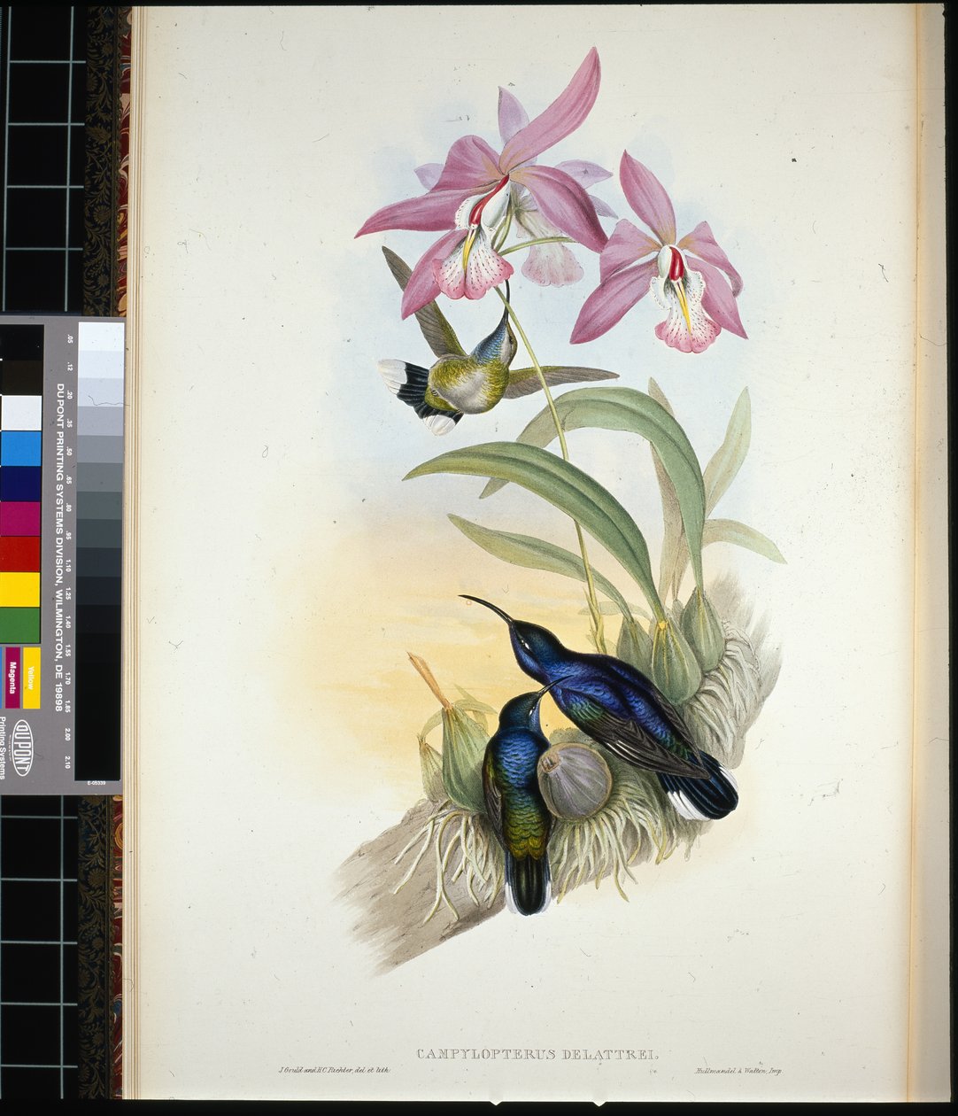 De-Lattres Säbelwinge (campylopterus Delattrei) von John (after) Gould