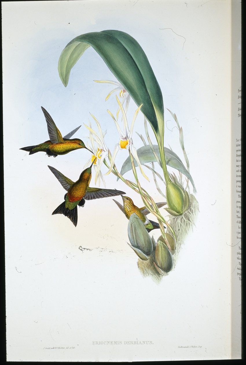 Derbys Puffbein von John (after) Gould