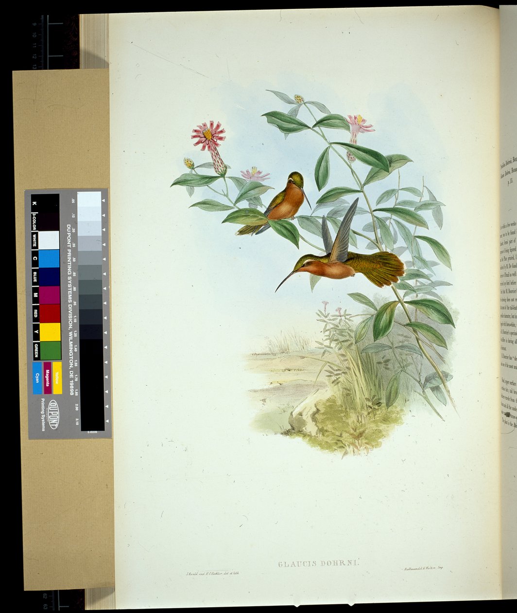 Dohrns Einsiedler (Glaucis Dohrni) von John (after) Gould