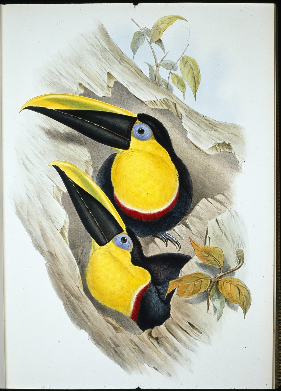 Zweifelhafter Tukan (Ramphastos Ambiguus) von John (after) Gould