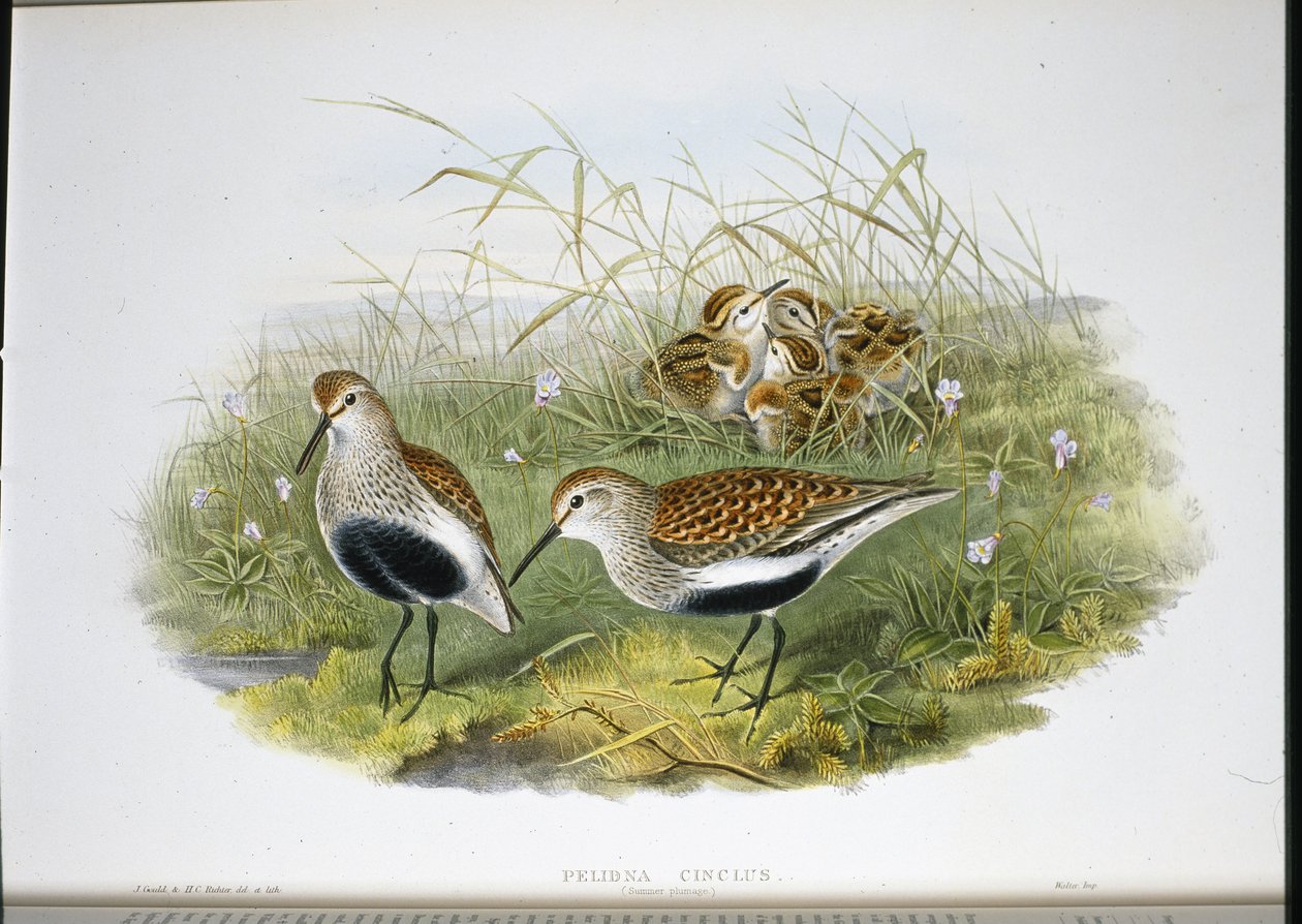 Alpenstrandläufer von John (after) Gould