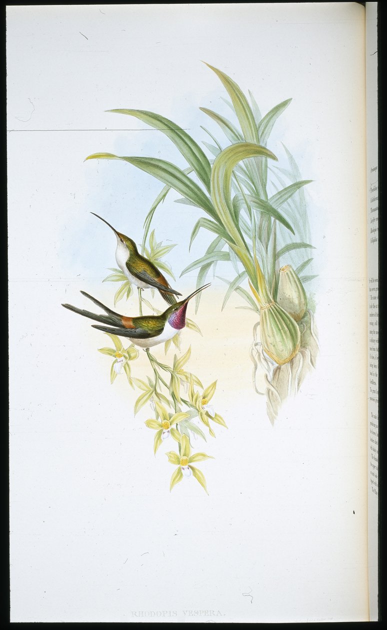 Abendkolibri von John (after) Gould