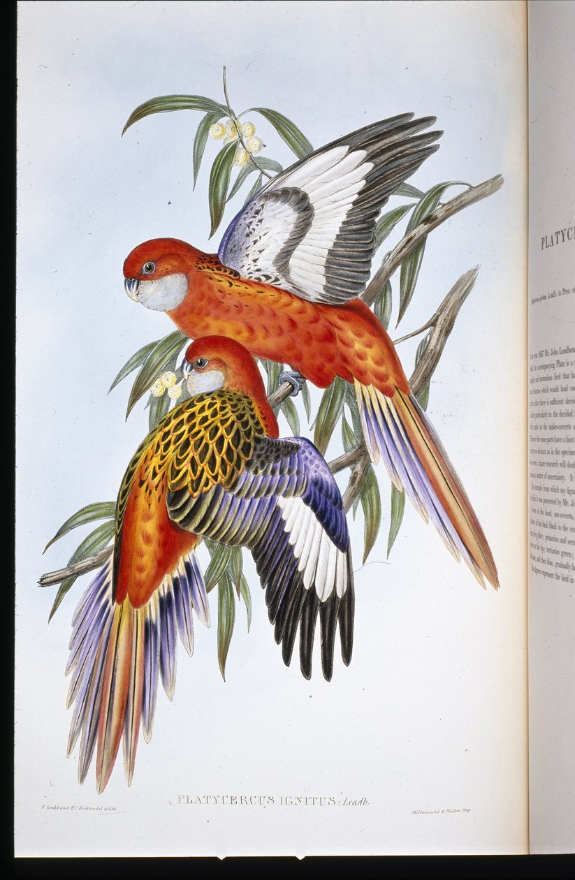 Feuriger Sittich (Platycercus Ignitus) von John (after) Gould