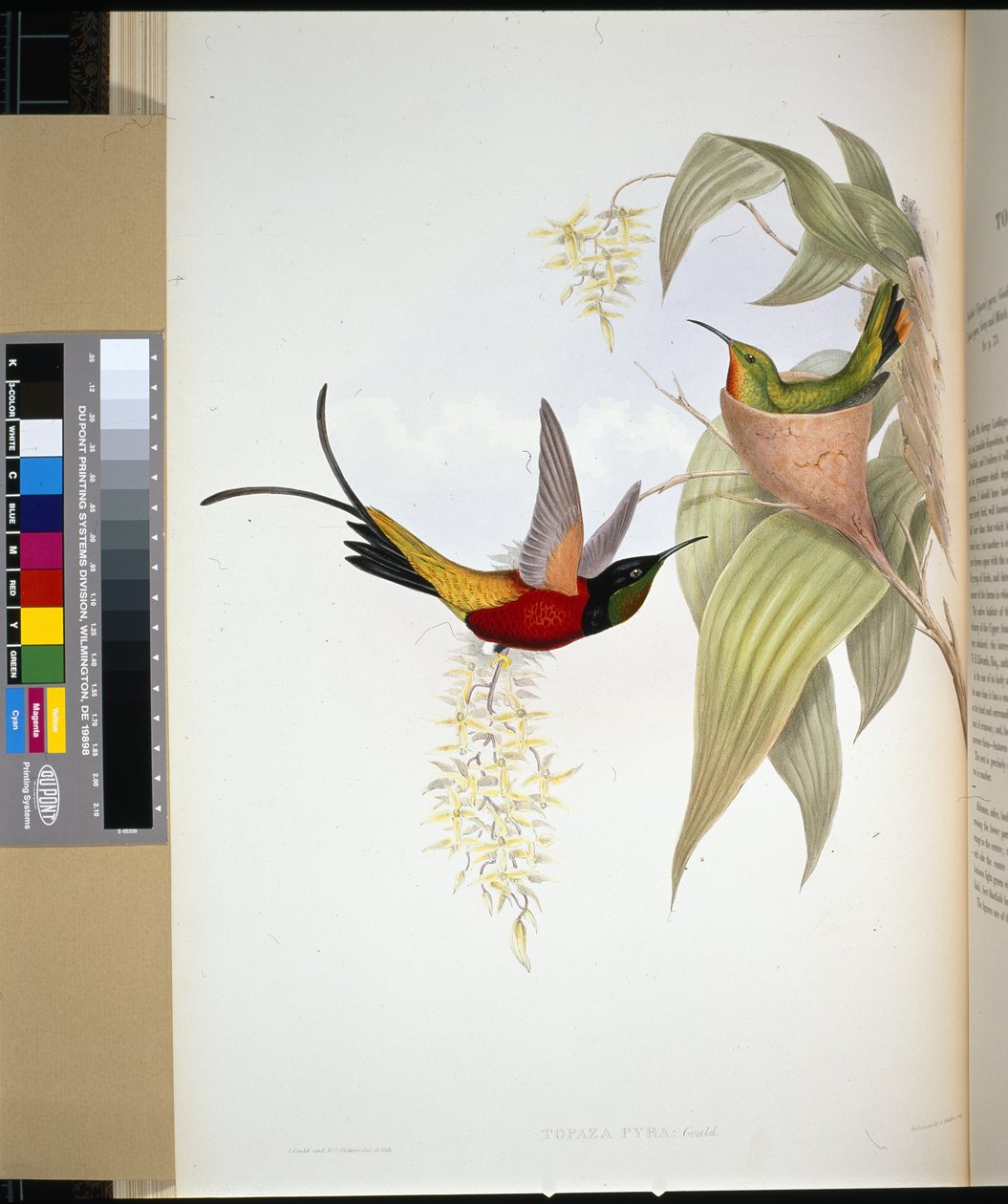 Feuriger Topas (Topaza Pyra) von John (after) Gould