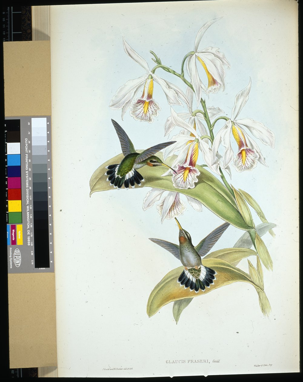 Frasers Einsiedler von John (after) Gould