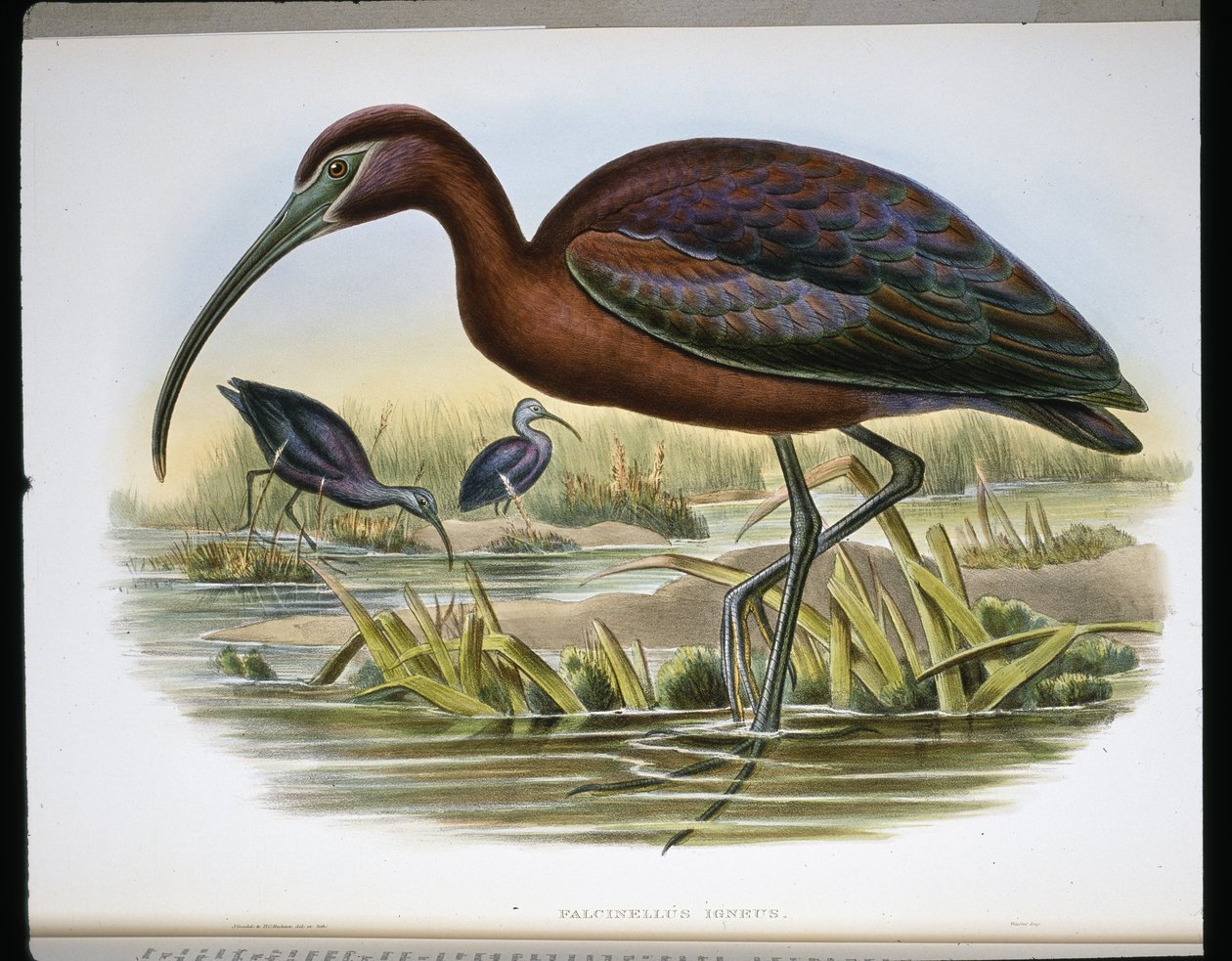 Glänzender Ibis von John (after) Gould