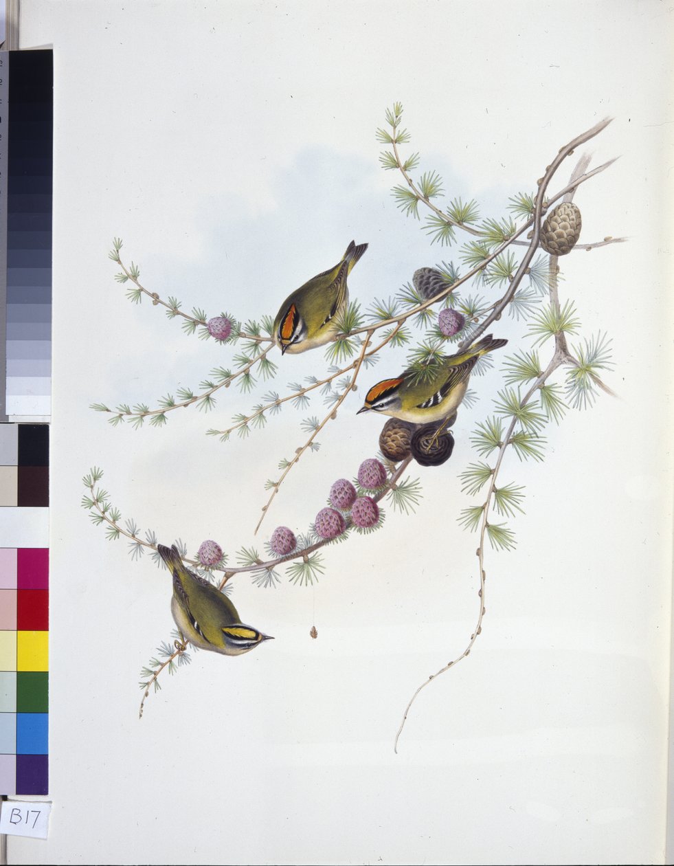 Wintergoldhähnchen (Regulus Regulus) von John (after) Gould