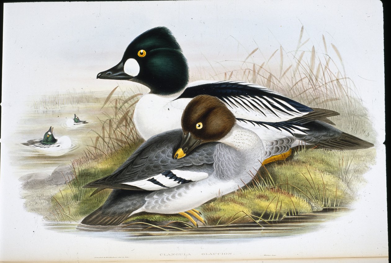 Goldauge (Clangula Glaucion) von John (after) Gould