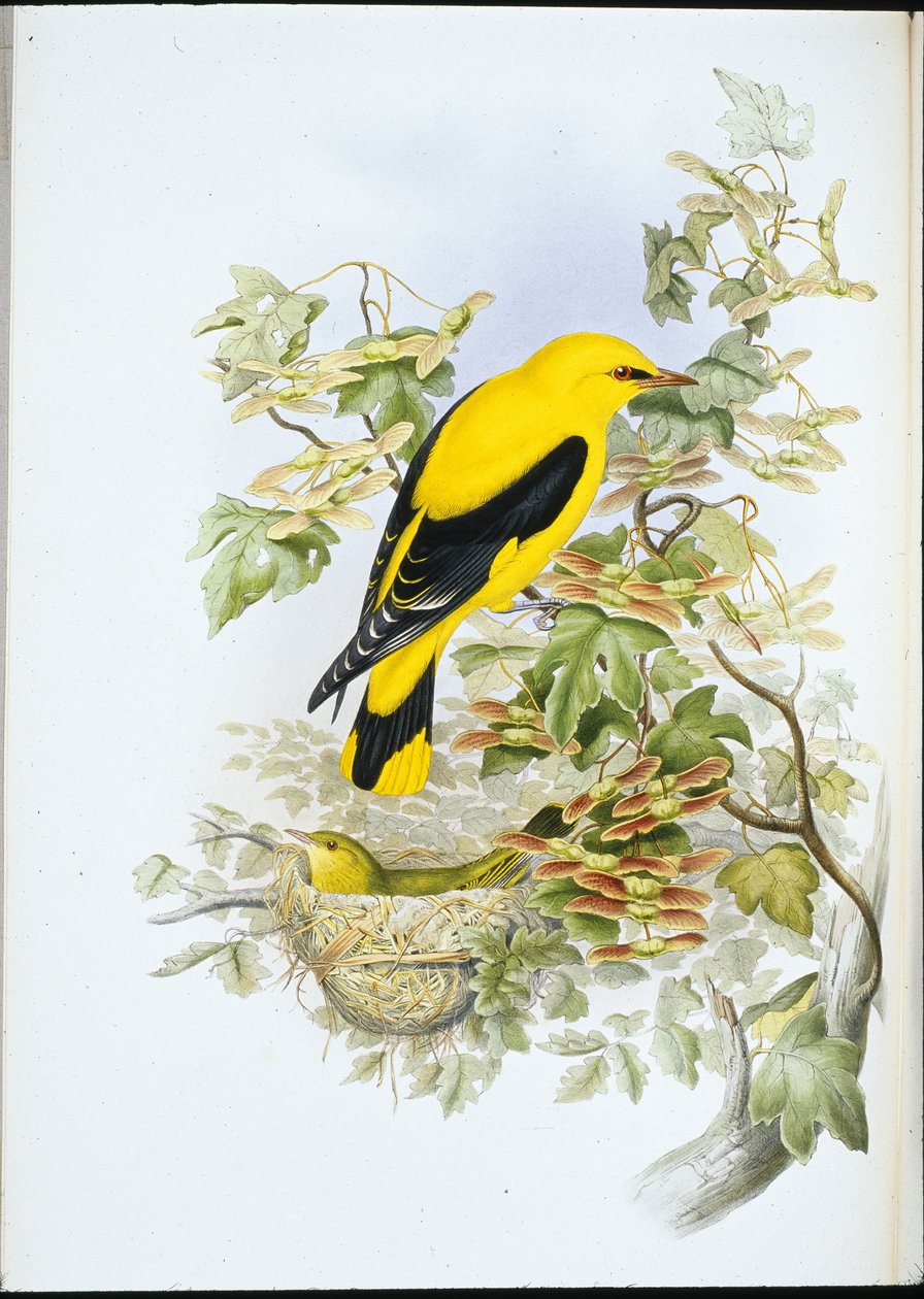 Pirol von John (after) Gould