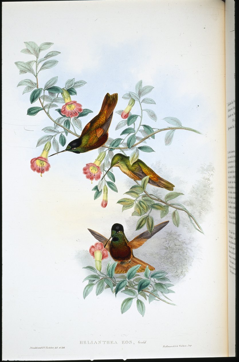 Goldener Sternfrontlet (Helianthea Eos) von John (after) Gould
