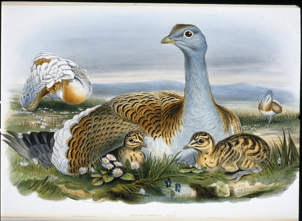 Großtrappe (Otis Tarda) von John (after) Gould