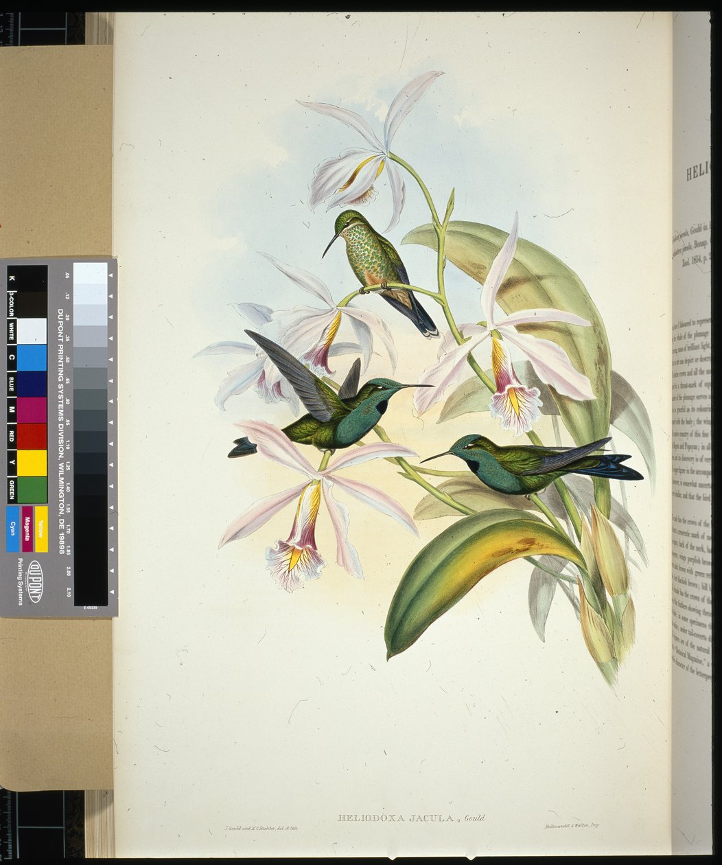 Grün-gekrönter Brilliant (heliodoxa jacula) von John (after) Gould