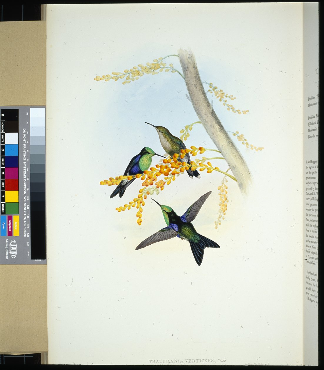 Grün-gekrönter Panoplites (thalurania verticeps) von John (after) Gould