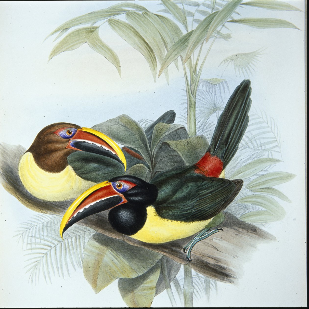 Grüner Arassari von John (after) Gould