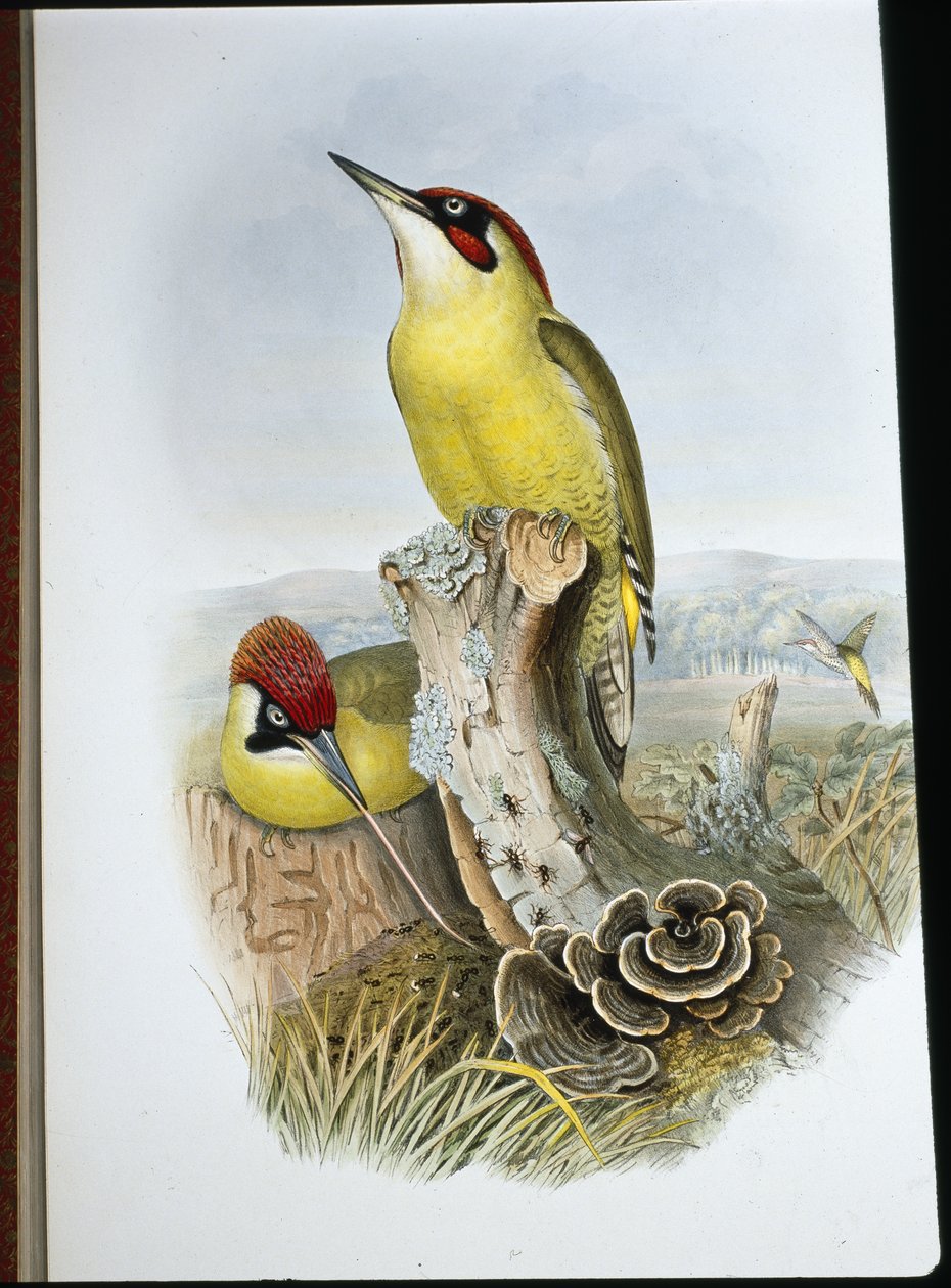 Grünspecht von John (after) Gould