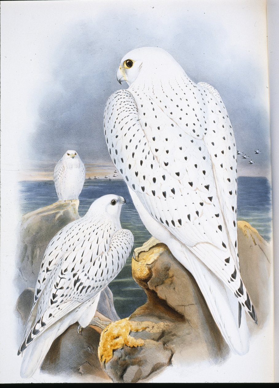 Grönlandfalke (Falco Candicans) von John (after) Gould