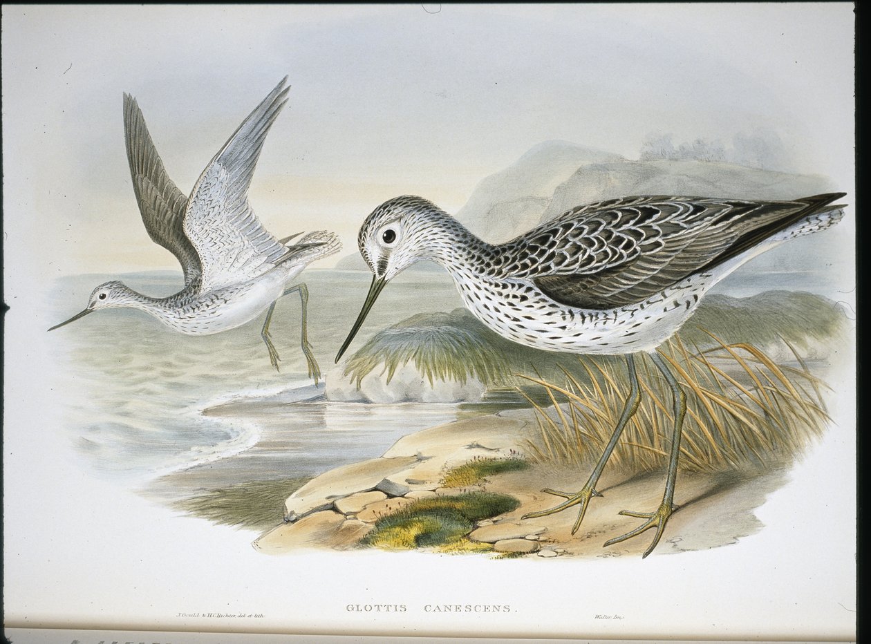 Grünschenkel von John (after) Gould