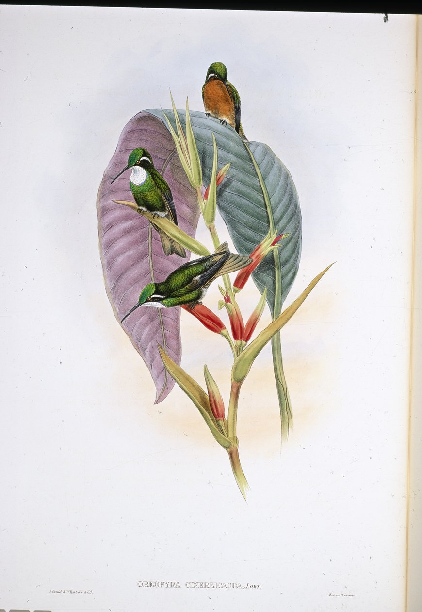 Grauschwanzkolibri von John (after) Gould