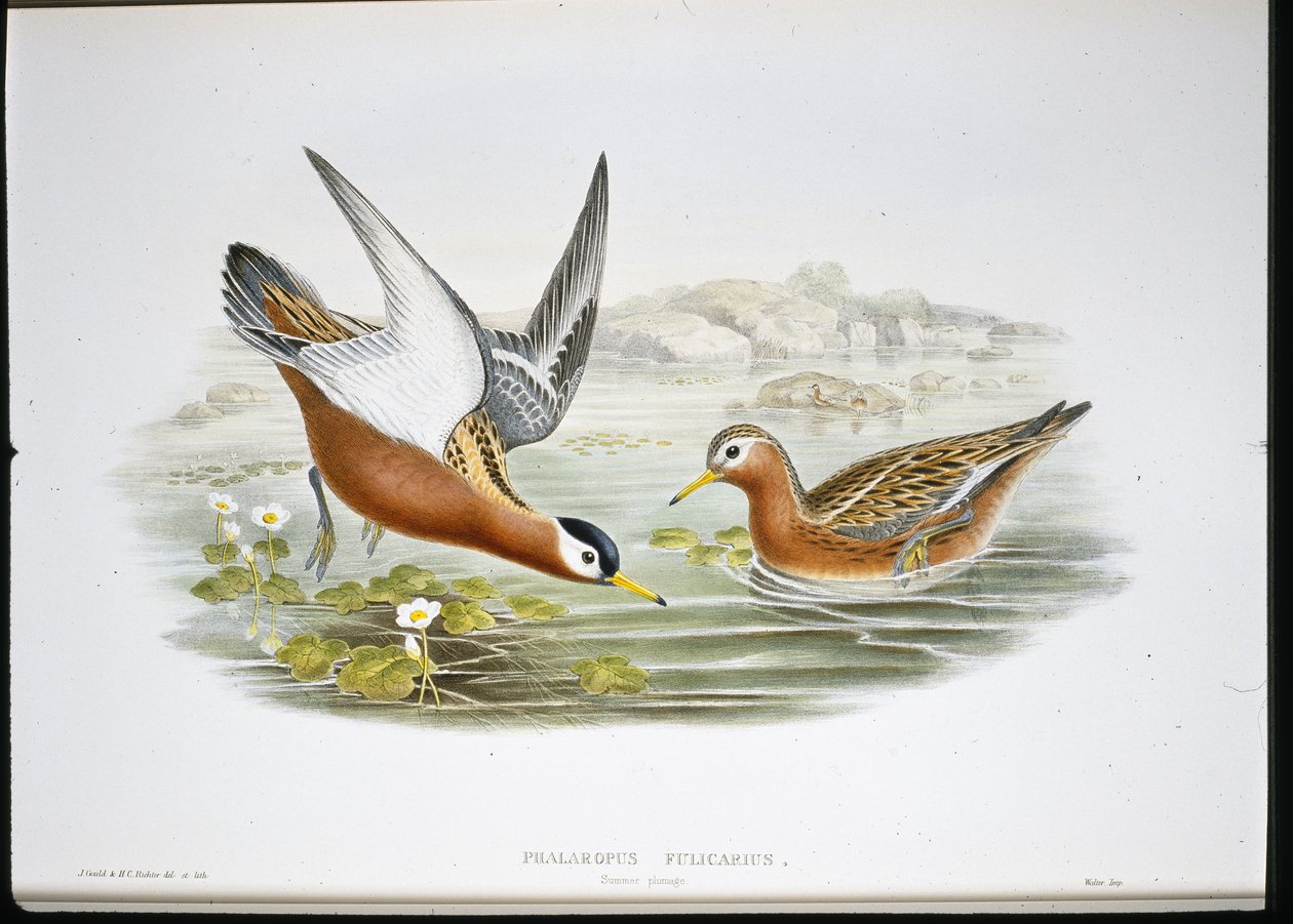 Thorshühnchen (Phalaropus Fulicarius) von John (after) Gould