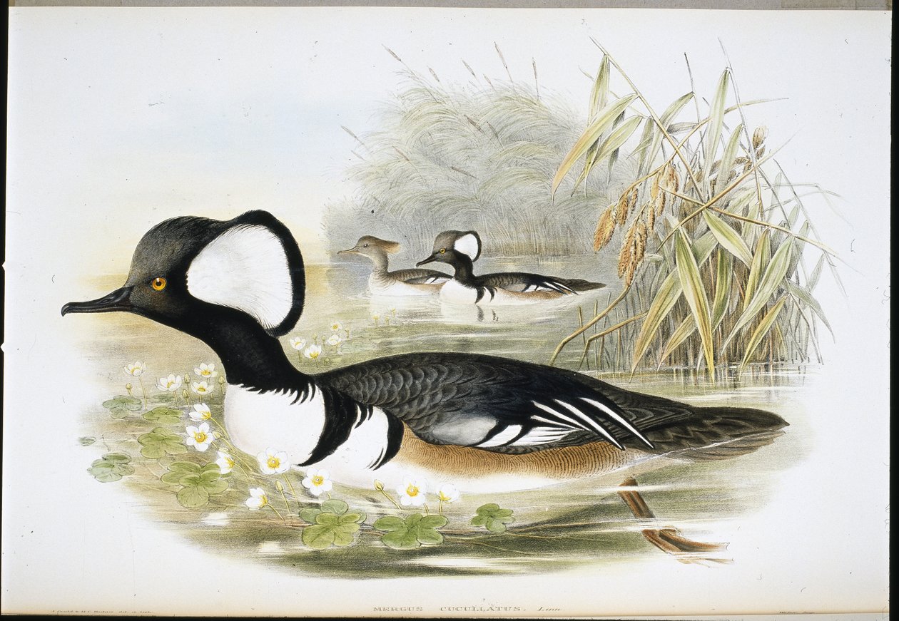 Kappensäger (Mergus Cucullatus) von John (after) Gould