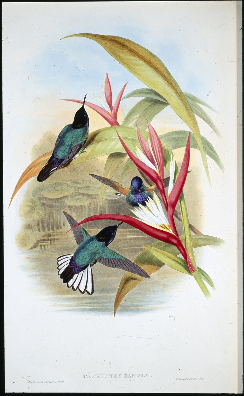 Jardins Panoplites von John (after) Gould