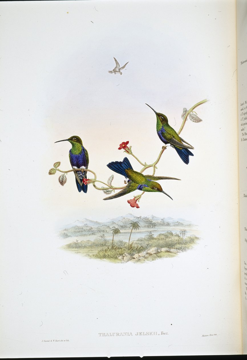 Jelskis Waldnymphe von John (after) Gould