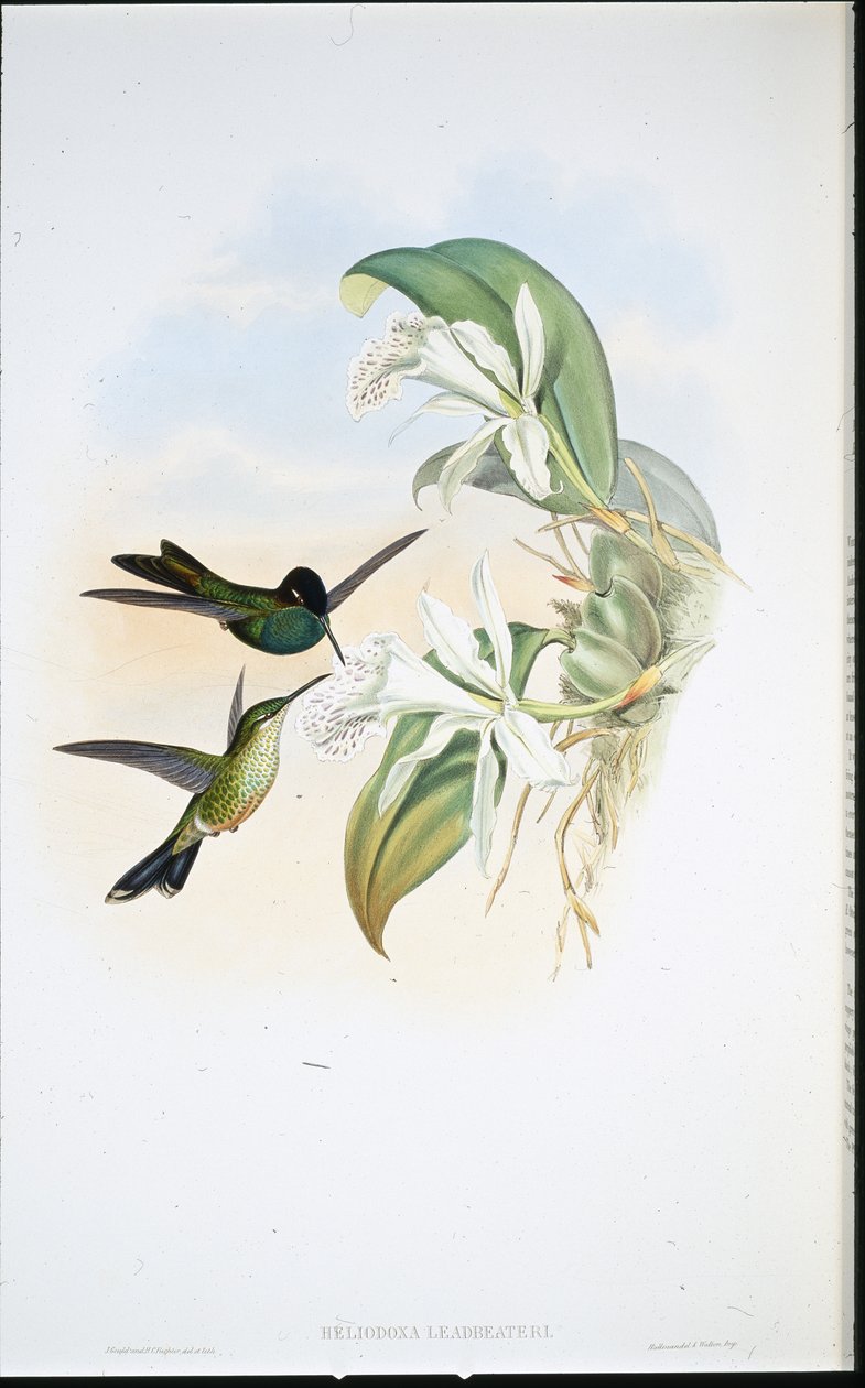 Leasbeaters Brillant von John (after) Gould