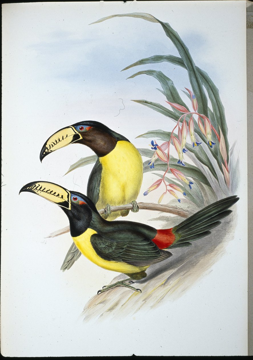 Beschrifteter Aracari von John (after) Gould