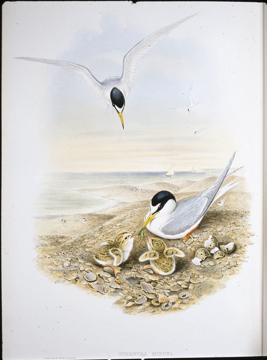 Zwergseeschwalbe von John (after) Gould