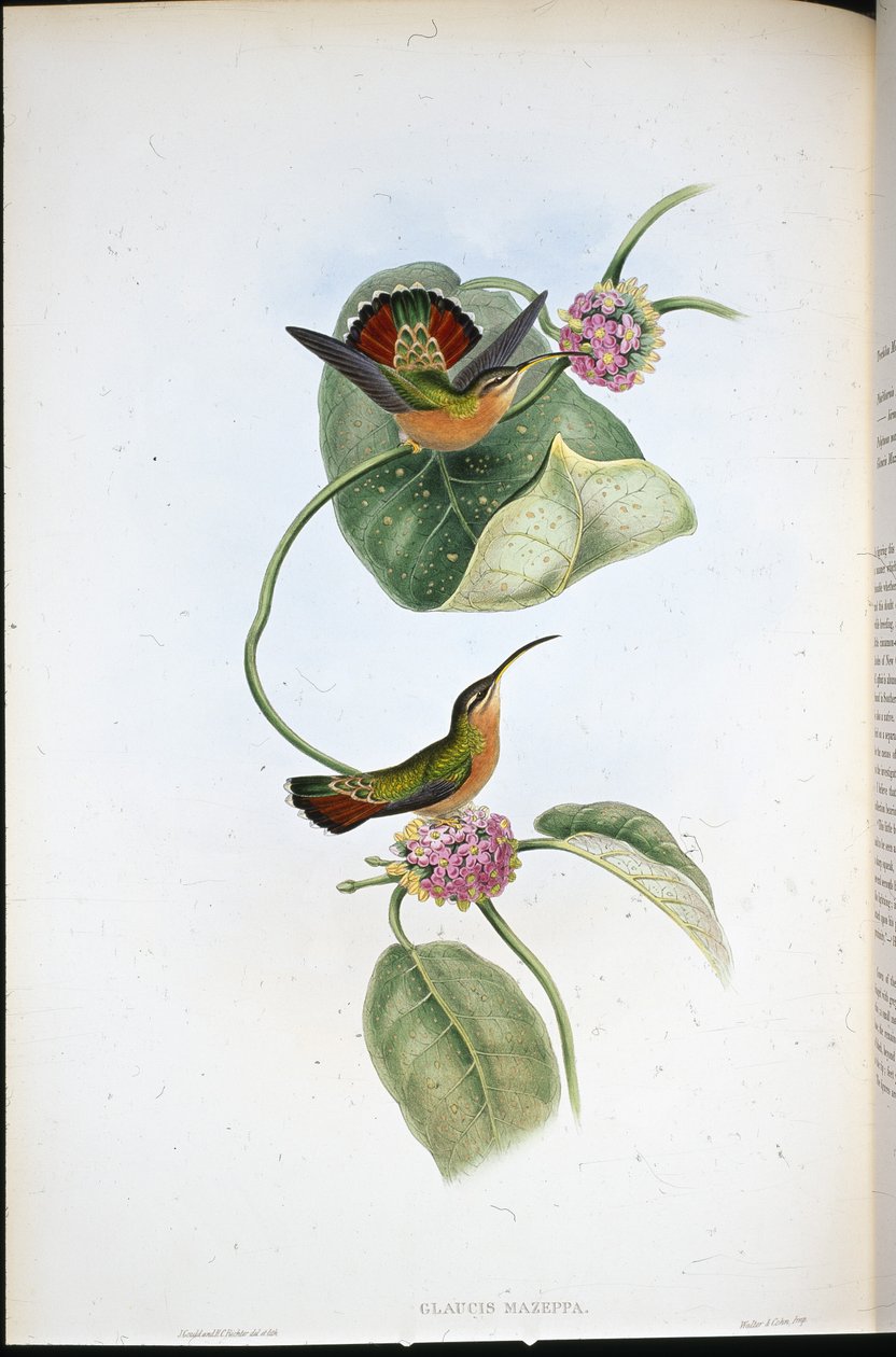 Mazeppa-Einsiedler (Glaucis Mazeppa) von John (after) Gould
