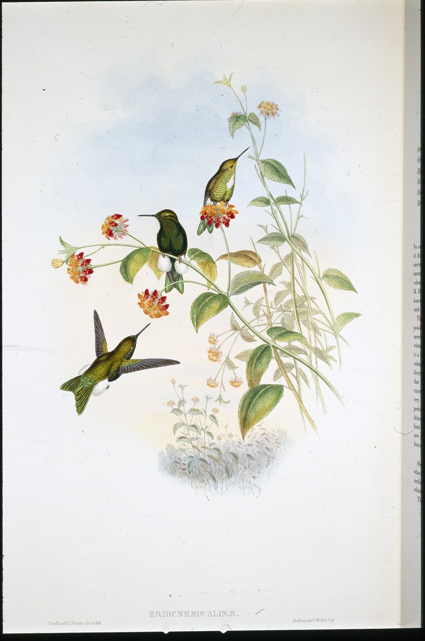 Metallischer Puffbein von John (after) Gould