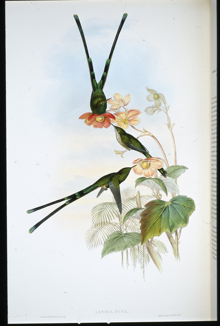 Nouna-koaliI (Lesbia Nuna) von John (after) Gould