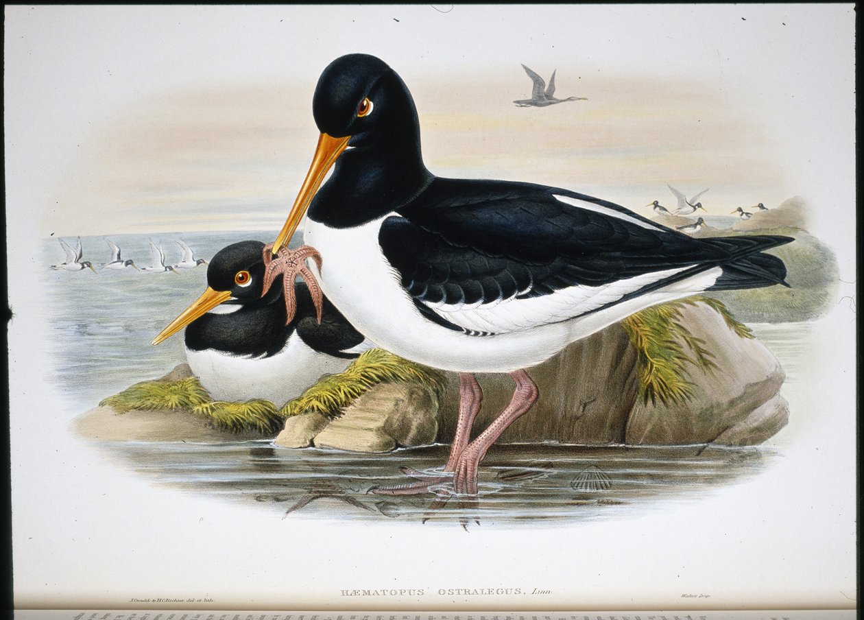 Austernfischer (Heamatopus Ostralegus) von John (after) Gould