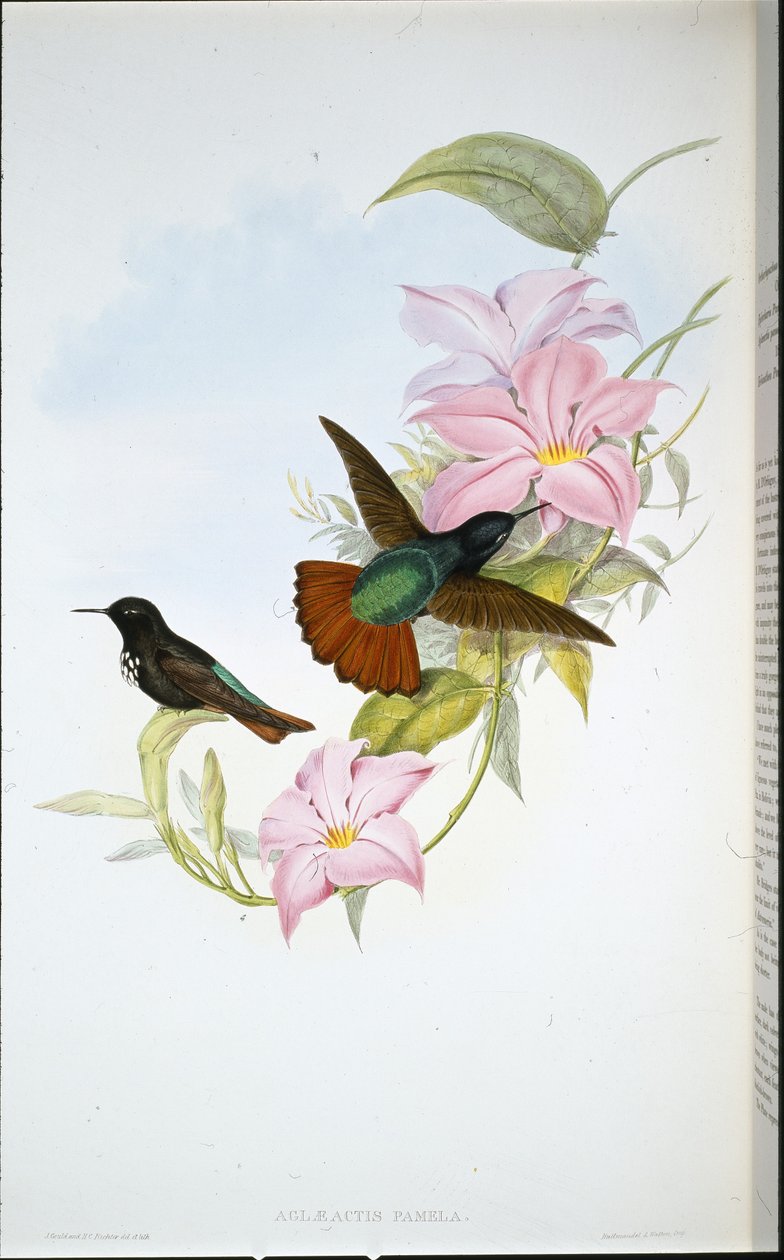 Pamelas Sonnenstrahl (Aglaeactis Pamela) von John (after) Gould