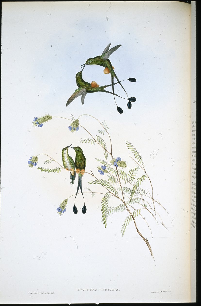Peruanischer Racket-Schwanz (Spathura Peruana) von John (after) Gould