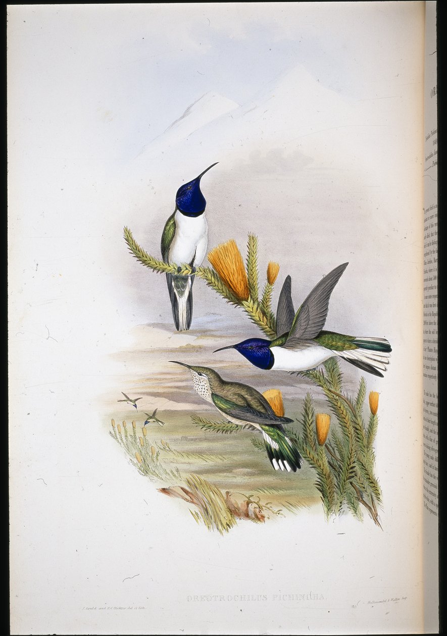 Pichinchianischer Bergstern von John (after) Gould