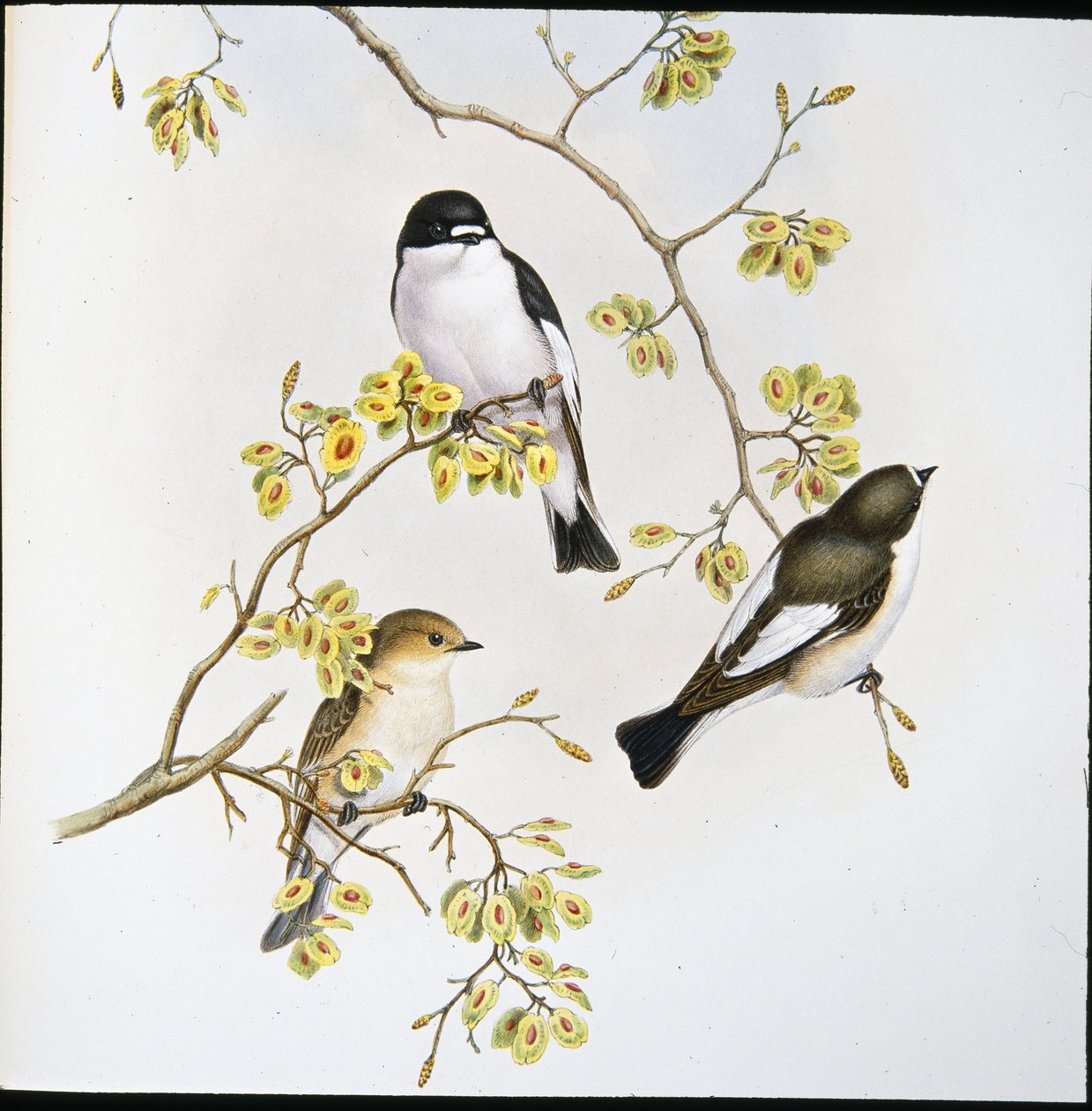 Trauerschnäpper (Muscicapa Atricapilla) von John (after) Gould