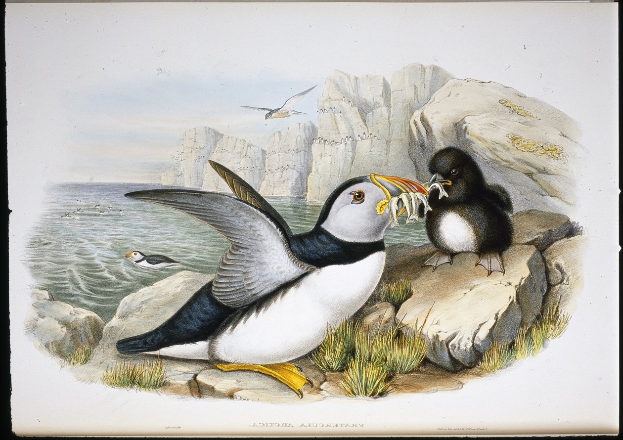 Papageitaucher (Fratercula Arctica) von John (after) Gould